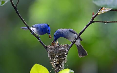 蓝色的羽毛鸟，父母和小母鸡喂养壁纸