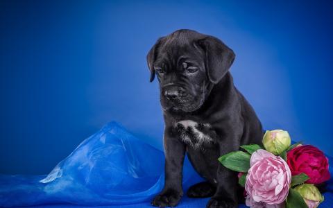黑色小狗，花朵，蓝色背景壁纸
