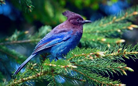 蓝色的羽毛鸟，云杉，树枝，森林壁纸