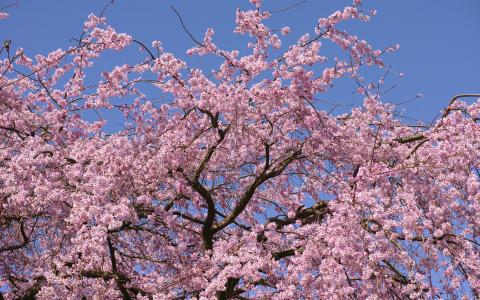 樱花花树高清壁纸