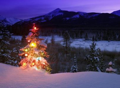 圣诞树，花环，雪，自然壁纸