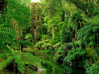葡萄牙，花园，热带，森林，河流，绿色壁纸