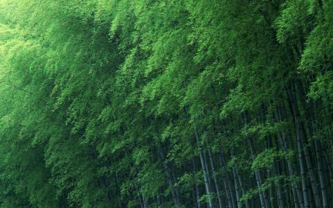竹林，绿色，大自然壁纸