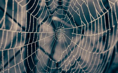 蜘蛛Web万维网水滴高清壁纸