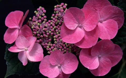 可爱的粉红色的八仙花属壁纸