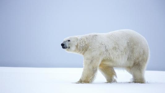 孤独的北极熊，走在雪地上，阿拉斯加，冬季壁纸