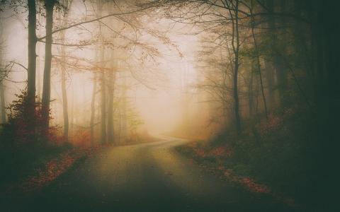 森林，雾，有雾，性质，路壁纸