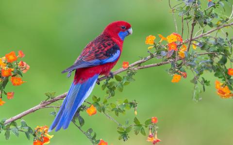 红蓝色的羽毛鸟，鹦鹉，鲜花，树枝壁纸