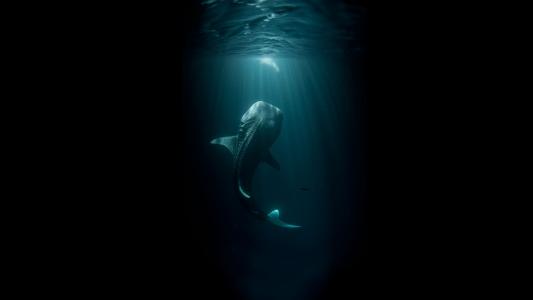 鲸鱼黑色的鱼Underwater Ocean高清壁纸