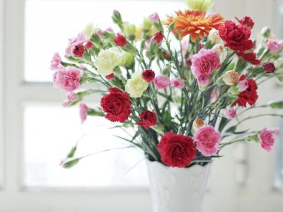 康乃馨，粉红色和白色的花朵，花瓶壁纸