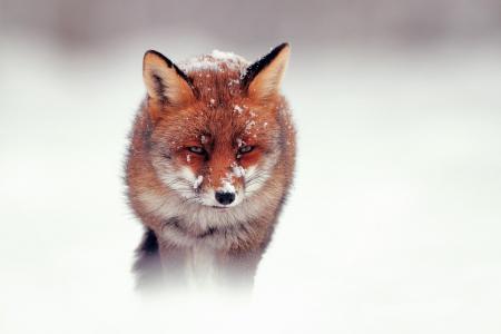 在薄雾墙纸的红狐狸