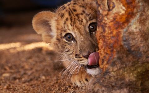 可爱的狮虎，小猫，舌头，眼睛，脸上的壁纸
