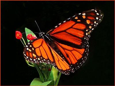 奇妙的黑色君主黑蝴蝶MONARCH橙色植物白色高清壁纸