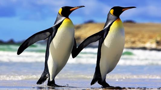 企鹅夫妇动物高清壁纸
