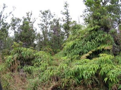 热带雨林蕨类植物大岛蕨夏威夷丛林山景高清壁纸
