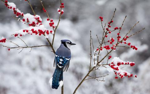 冬天，蓝鸟，雪，树枝，红色浆果壁纸