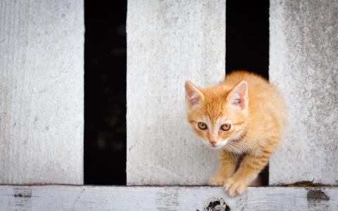 黄色的眼睛小猫，穿过围墙壁纸