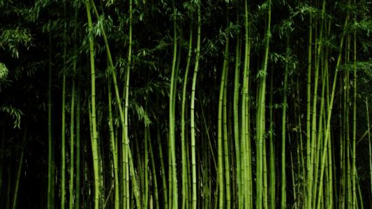 高大的竹子壁纸