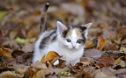 秋天的小猫壁纸