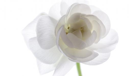 白色花卉图片壁纸