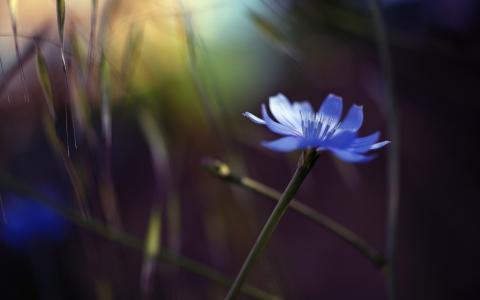 单花，蓝色矢车菊，眩光，散景壁纸