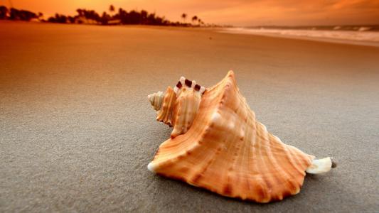 贝壳在海滩上的壁纸