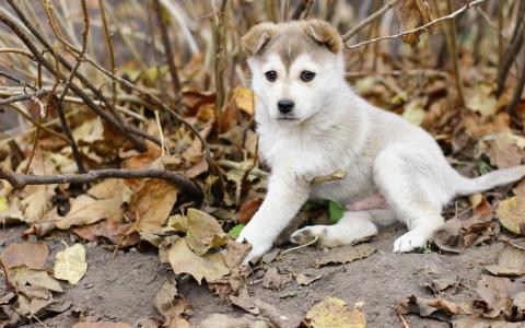 赫斯基狗，小狗，叶子，秋季壁纸