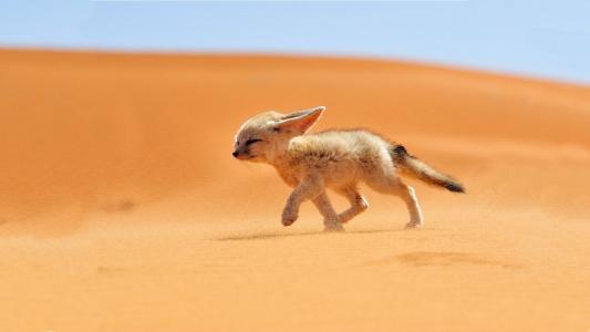 沙漠狐狐高清壁纸