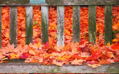秋天的颜色，在长椅上壁纸