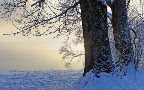 冬天，树木，雪，黄昏壁纸