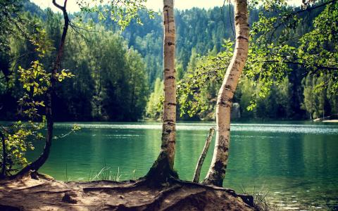 湖，森林，树干壁纸