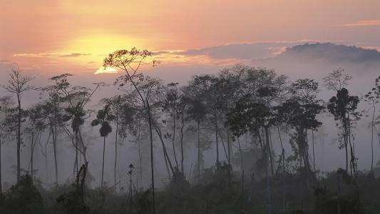 黎明在秘鲁丛林壁纸