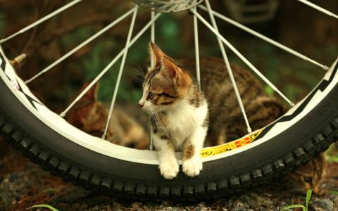 猫和自行车轮壁纸