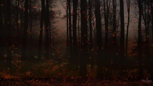 森林壁纸中的秋天黄昏