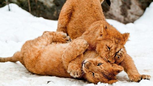 幼狮玩雪壁纸