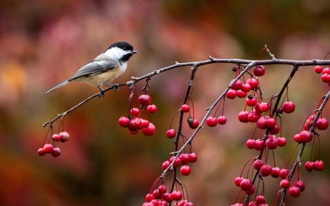 鸟特写，山雀，树枝和红色浆果，秋季壁纸
