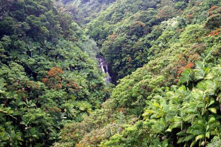 Hamakua驱动器森林和瀑布大岛夏威夷壁纸