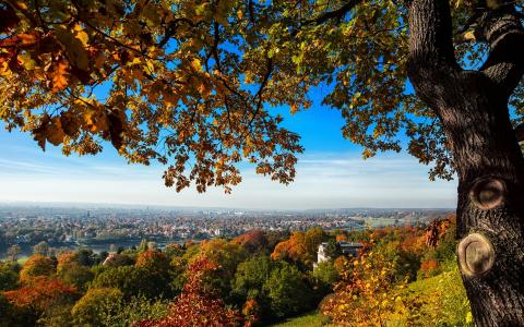 德累斯顿，德国，山，树木，秋季壁纸