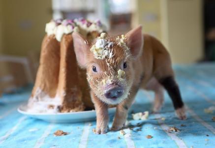 猪，蛋糕，弄脏壁纸
