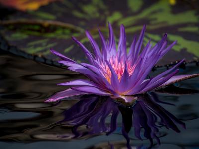 紫睡莲，池塘花壁纸