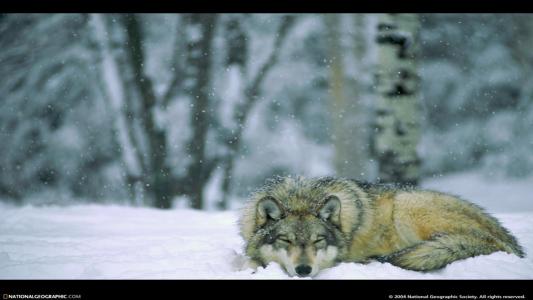 狼在冬季森林明尼苏达州美国国家公园壁纸