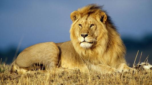国王狮子动物1080p壁纸