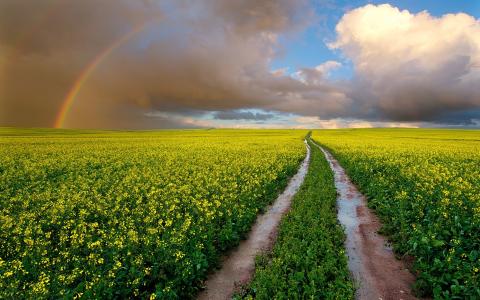 南非，田野，湿路，油菜花，彩虹，天空，云彩壁纸