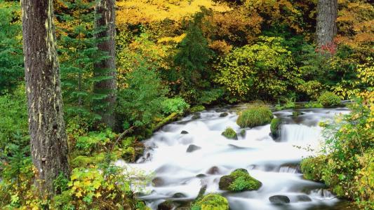 威拉米特国家森林，俄勒冈州在秋季壁纸