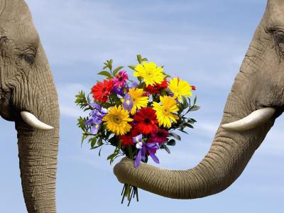 大象，鲜花，爱情，动物壁纸