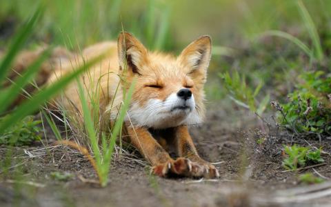 草地壁纸中的Fox