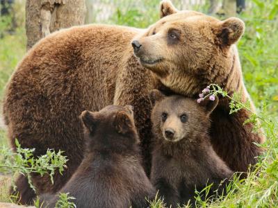 熊家庭，母亲，两个幼崽壁纸