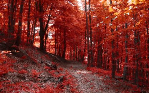 性质，森林，路径，秋天，树木，红叶壁纸