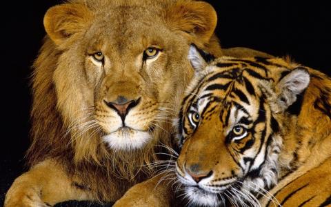 老虎和狮子壁纸