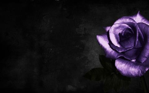 黑色背景壁纸上的紫色玫瑰